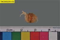 藏品(短指和尚蟹)的圖片